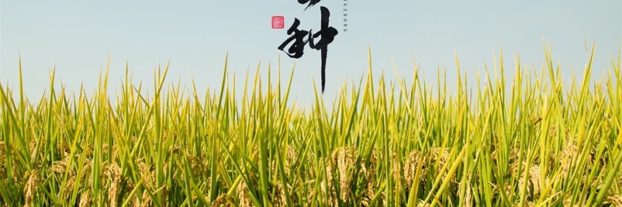 芒種 | 風(fēng)吹麥浪，蟬鳴夏忙