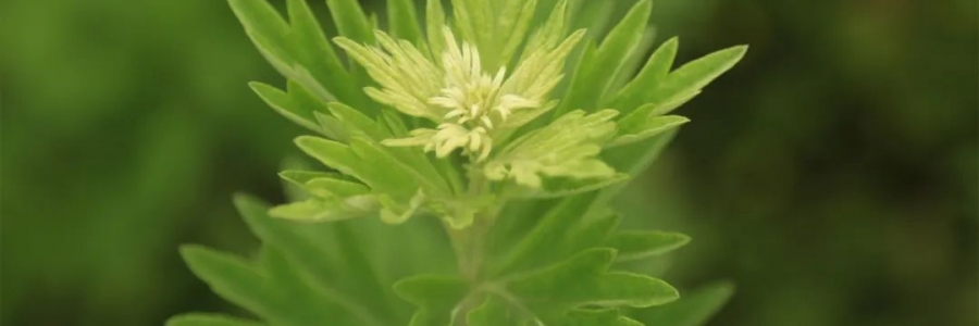 化成了灰也還是個(gè)寶，我勸你最好珍惜！