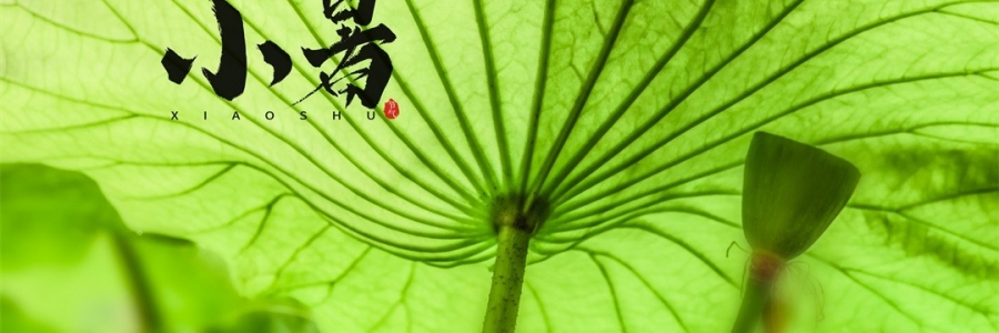 小暑 | 暑熱如歌，心靜生涼