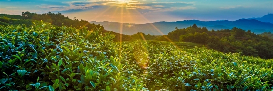 “三陽(yáng)開泰”防病疫，這才是升陽(yáng)的無(wú)上心法！