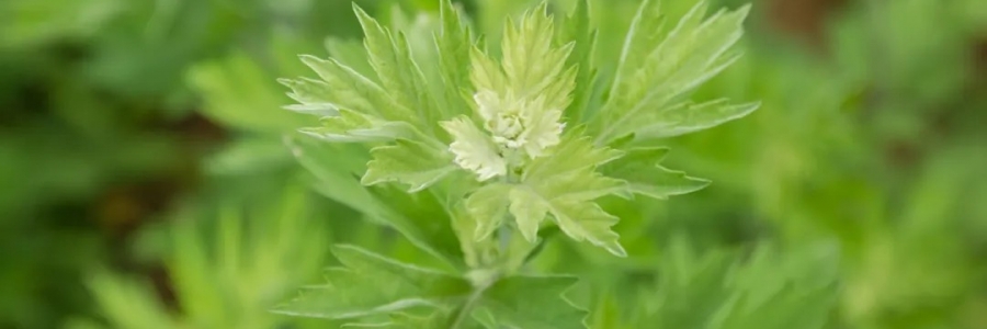 520，“艾”意正濃！讓我們相識艾草