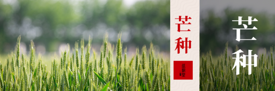 芒種 | 忙收忙種，防暑祛濕